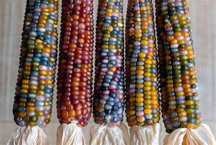 Is Glass Gem Corn Native American