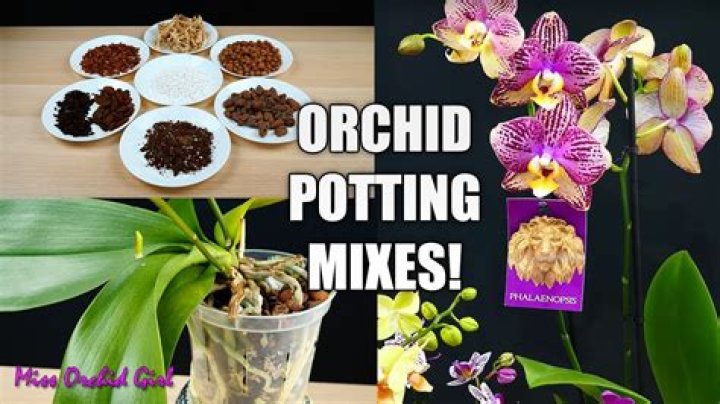 Is orchid mix good for succulents