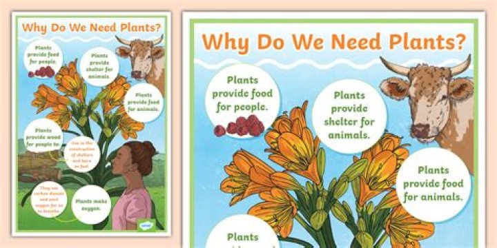 What are the 4 things plants need