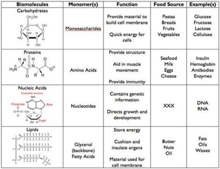 What are the four major molecules