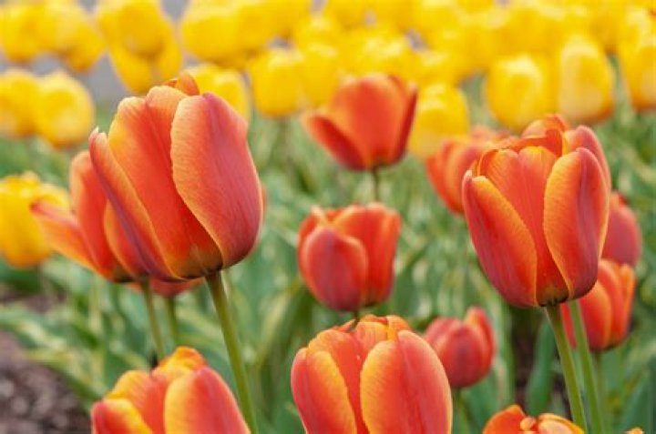 What are tulips used for