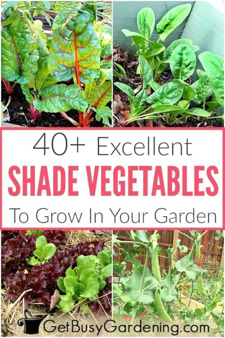 What can grow in full shade