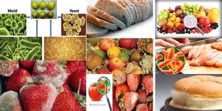 What can spoilage bacteria do