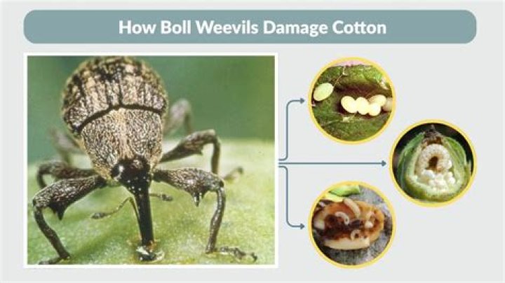 What damage do boll weevils cause