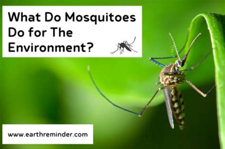 What do mosquitoes do in the rain