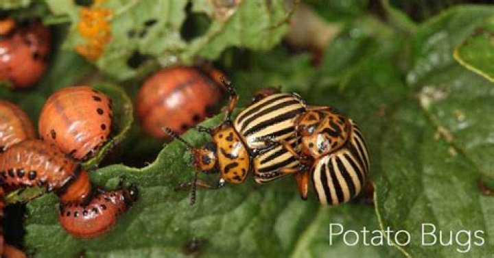 What do potato bugs come from