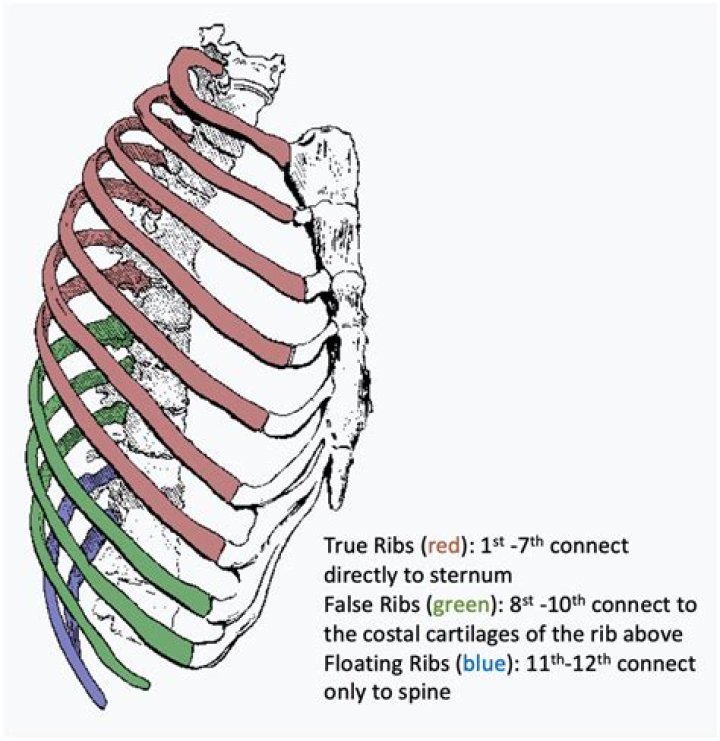 What does floating ribs feel like