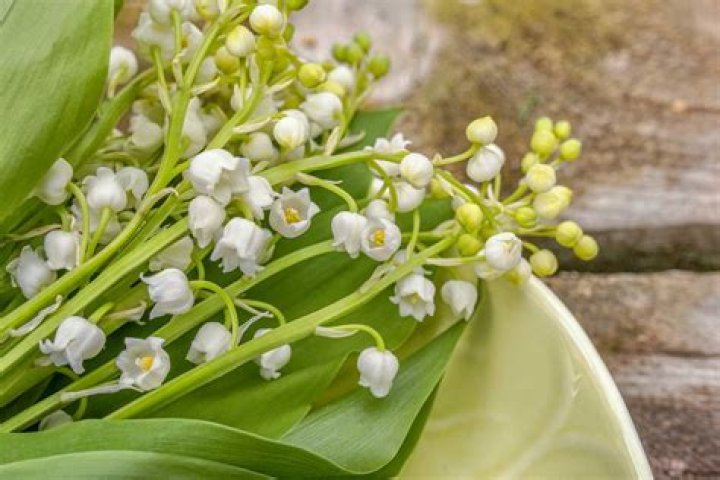 What does Muguet smell like
