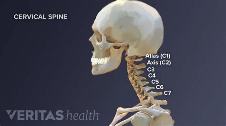 What does the C1 vertebra control