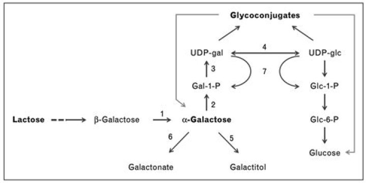 What enzyme metabolizes galactose