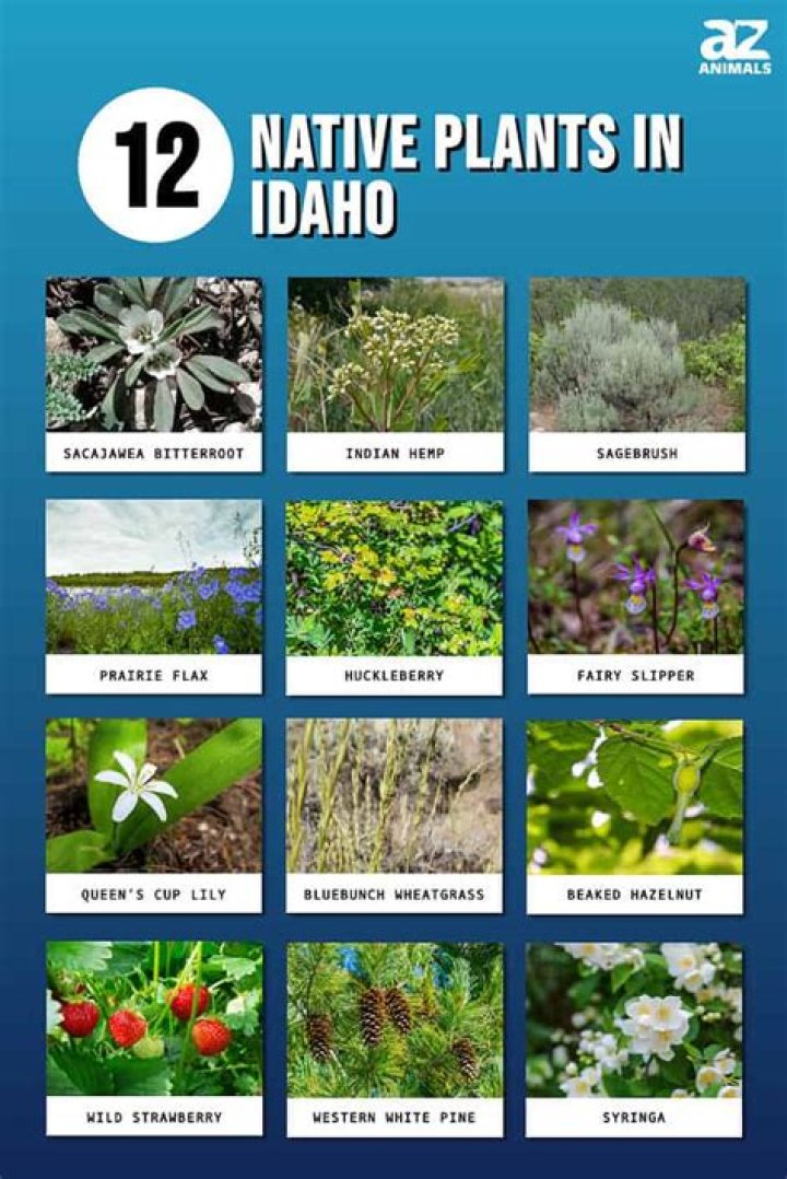 What grows well in Idaho