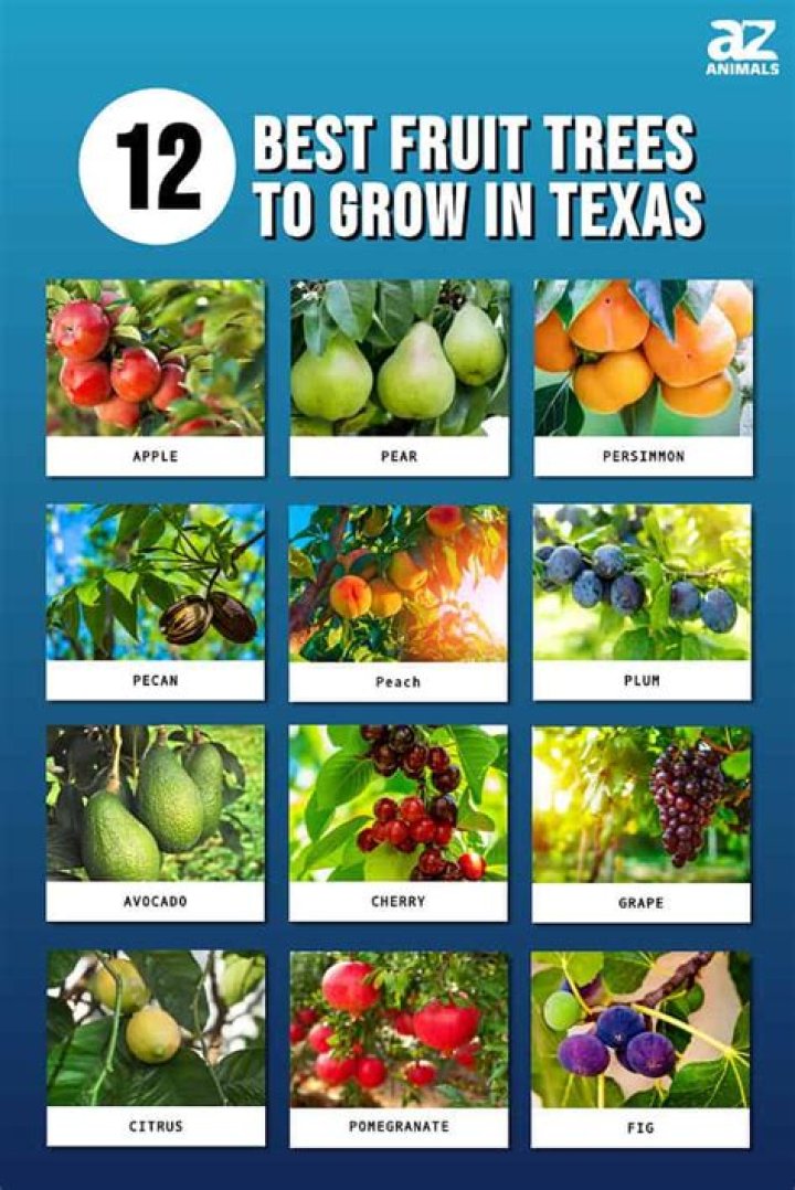 What grows well in Texas