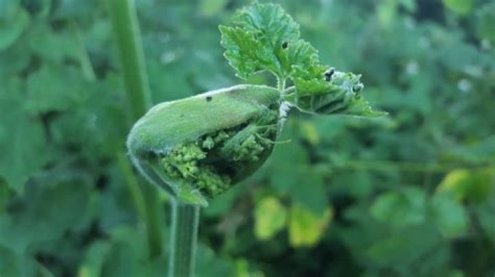 What happens if you touch hogweed