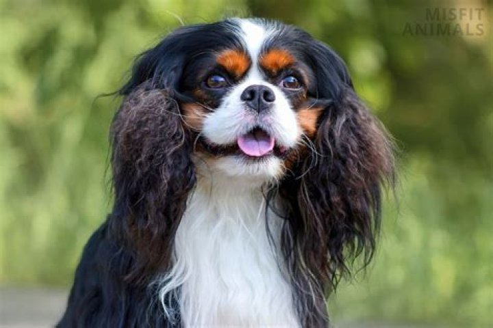 What is a Cavalier dog mixed with