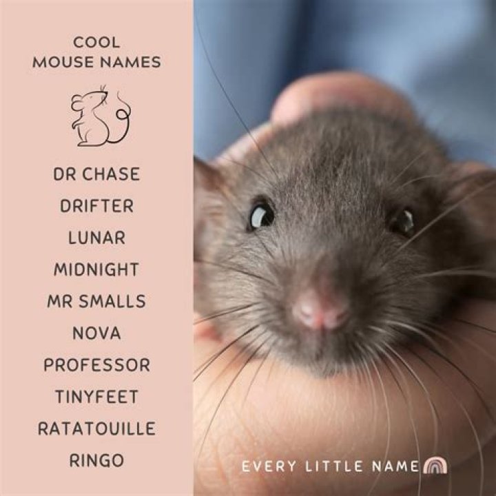 What is a mouse under the eye