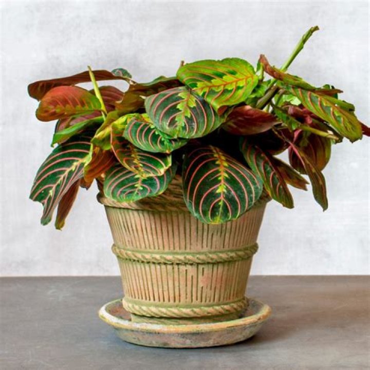 What is a prayer plant called