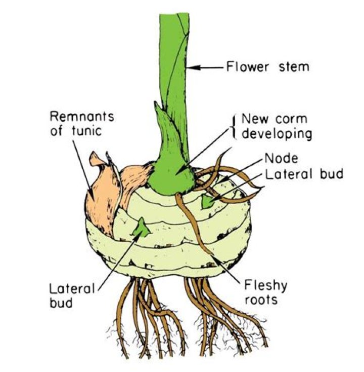 What is an example of a corm stem