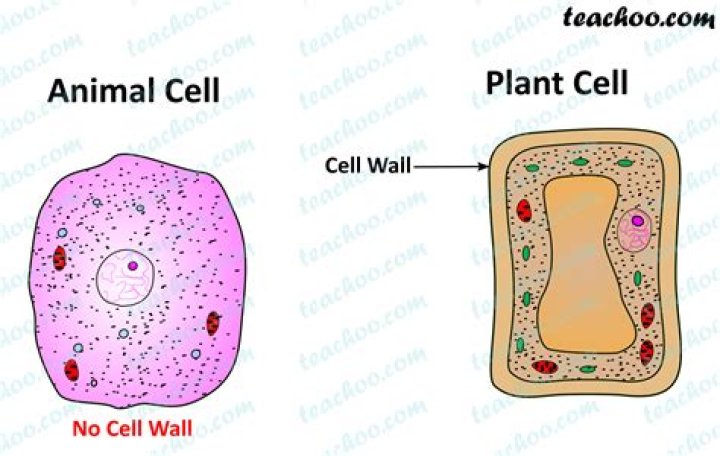 What is cell wall in short answer