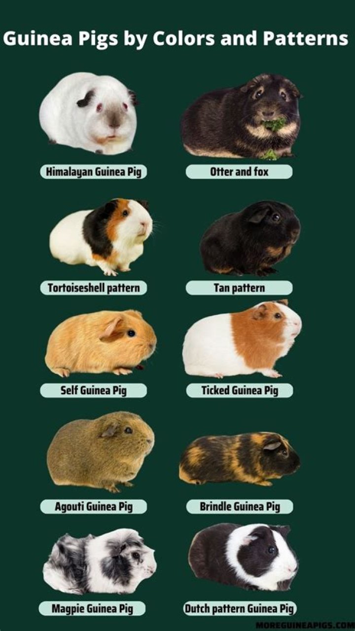 What is the best guinea pig color