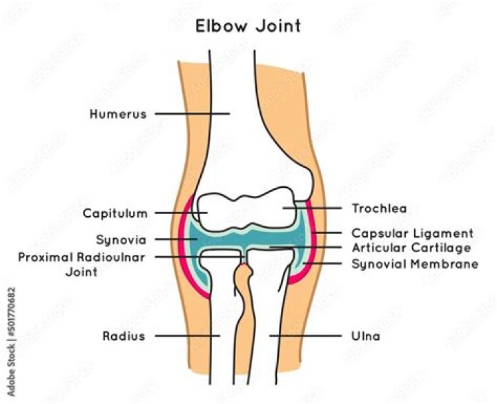 What is the elbow joint