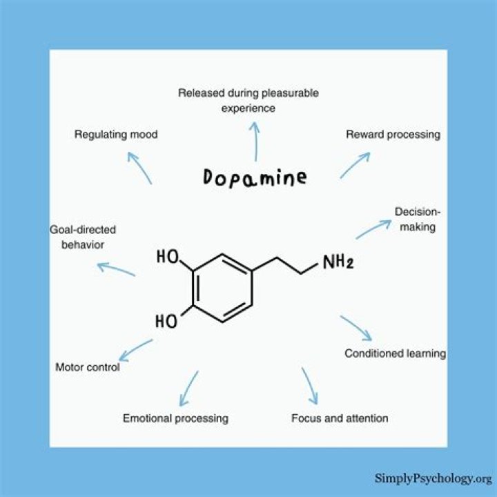 What is the main role of dopamine