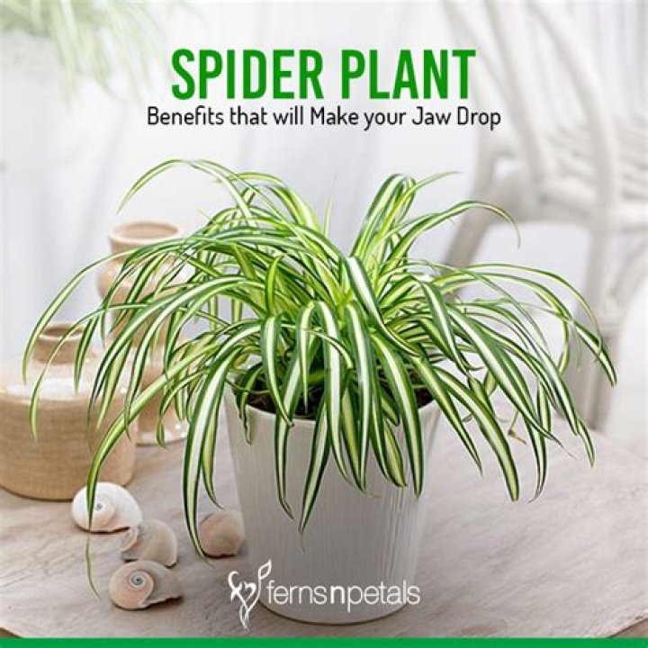 What is the spider plant good for