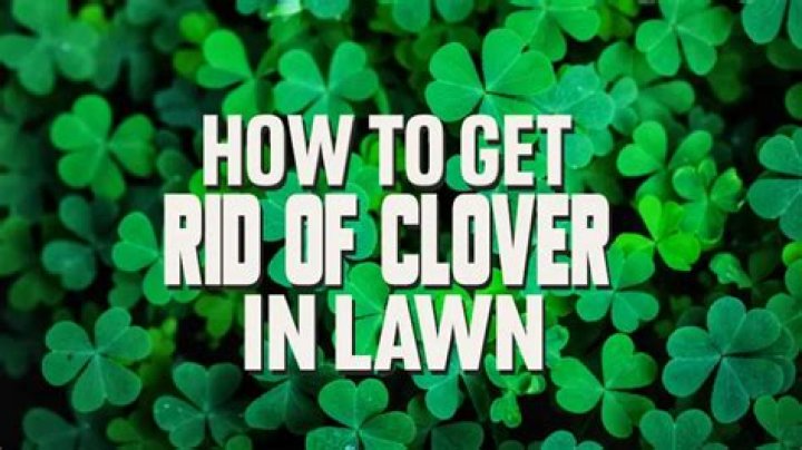 What kills clover permanently