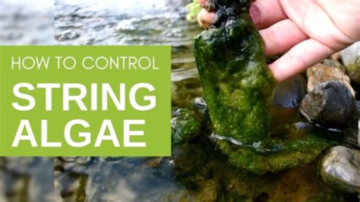 What kills green string algae