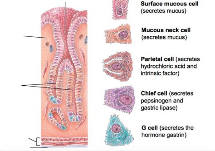 What kind of cells are in the stomach
