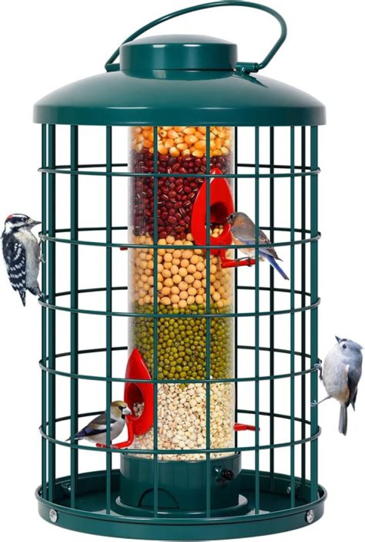 What kind of feeder do birds like
