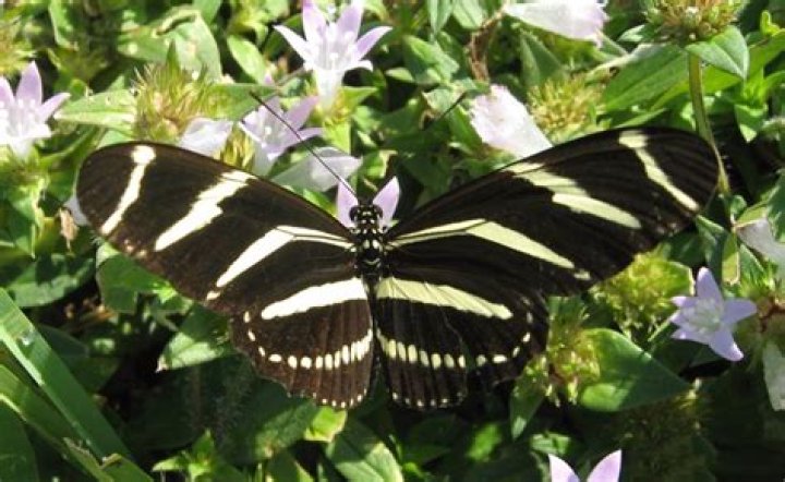 What plants do zebra longwing eat