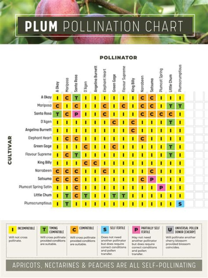 What pollinates a green gage plum