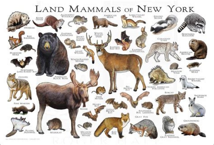 What predators live in upstate NY