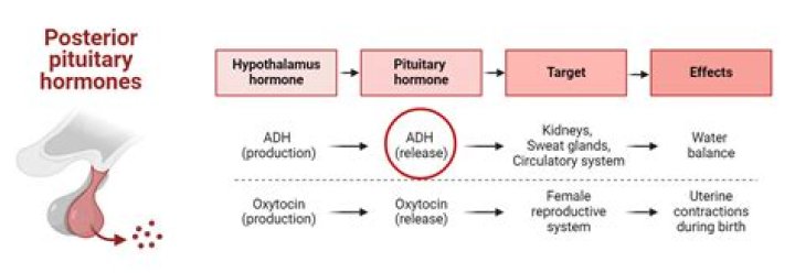 What stimulates ADH secretion