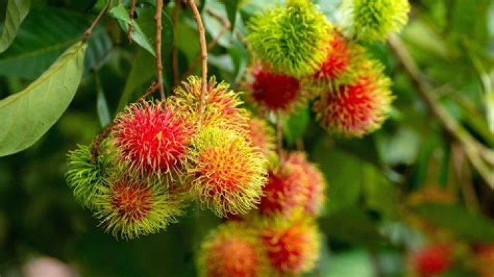 Where can u get rambutan from