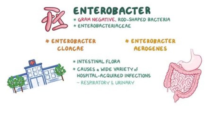 Where does Enterobacter come from