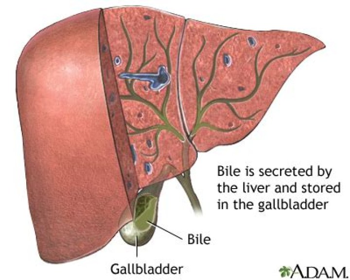 Where is bile formed in the liver