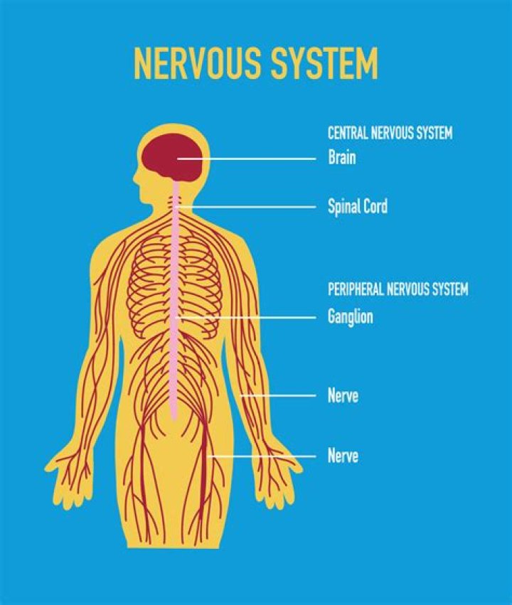 Where is the nervous system in the body
