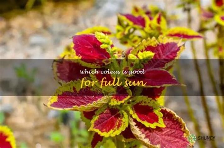 Which coleus is good for full sun