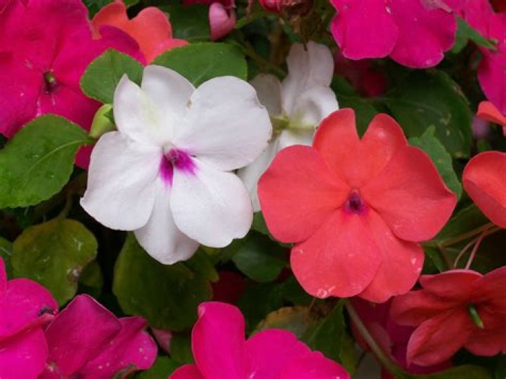 Which impatiens tolerate full sun