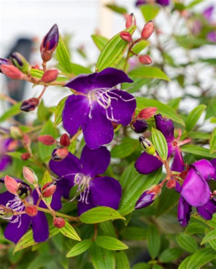 Why is my tibouchina not blooming