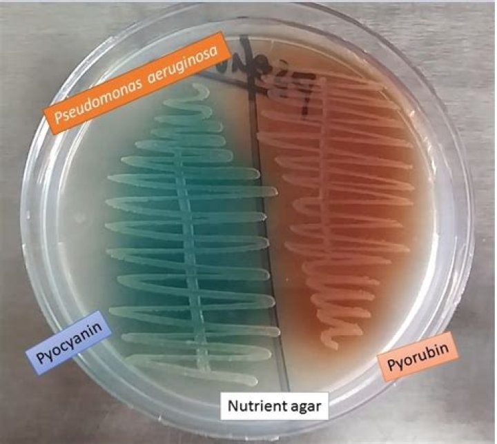 Why is pseudomonas blue-green
