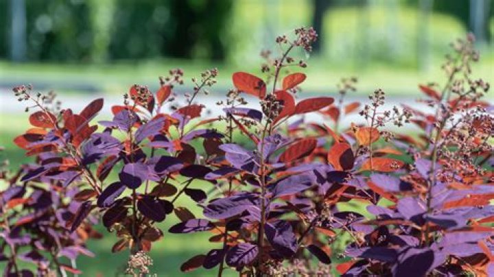Will smoke bush grow in shade